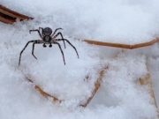 В Алтайском заповеднике засняли бегающих по снегу пауков